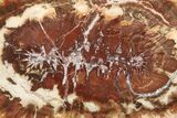 Colorful Petrified Wood Slab - Madagascar #71934-1